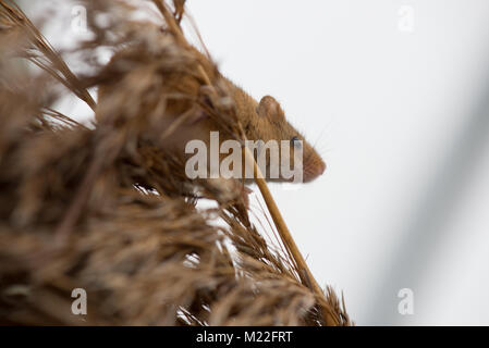 Ernte Maus in Gras und Schilf Stockfoto