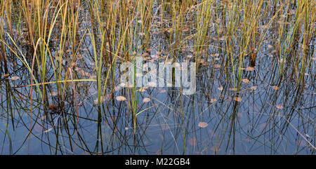 Studie von Reflexionen und versenkt Laub im Teich entlang dem Wanderweg im Hotel Korpikartano in Menesjärvi, Inari, Lappland, Finnland Stockfoto