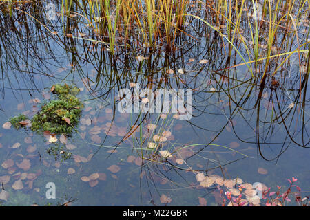 Studie von Reflexionen und versenkt Laub im Teich entlang dem Wanderweg im Hotel Korpikartano in Menesjärvi, Inari, Lappland, Finnland Stockfoto