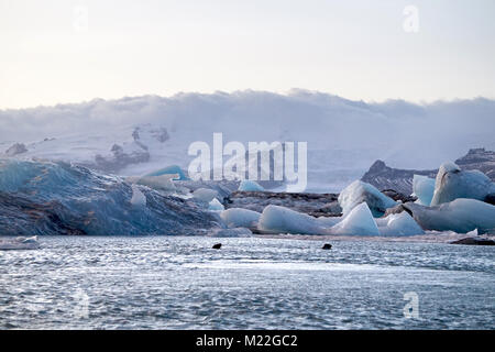 Graue Dichtungen Schwimmen unter den eisberge am Jökulsárlón Lagune nach der schmelzenden Gletscher Breiðamerkurjökull, Island. Stockfoto