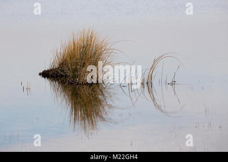 Schilf in Pfütze - Feuchtgebiet Pfütze mit Sun Reflexionen Stockfoto