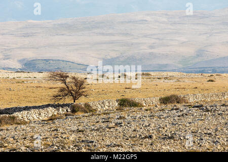 Wüstenlandschaft mit einsamer Baum ond Felsen auf der Insel Pag, Kroatien Stockfoto