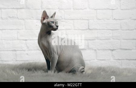 Grau sphynx Cat sitzen auf einem Fell Decke und seitwärts schauen Stockfoto