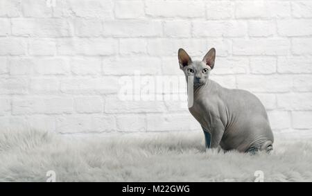 Grau sphynx Cat sitzen auf einem Fell Decke und Blick in die Kamera. Stockfoto