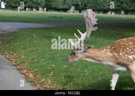 Dunham Massey Stockfoto