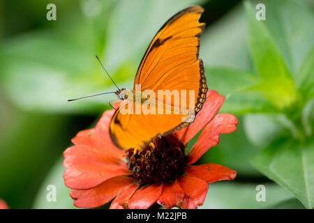 Ein Julia Butterfly, wissenschaftlicher Name Dryas iulia selbst auf einer Blüte sitzt. Stockfoto