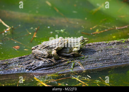 Paarung von Green frog (Rana dalmatina) am Stamm in Wald Teich Stockfoto