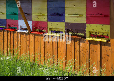 Bienenstöcke mit Bienen in schöne Holzhaus fliegen - Bienenstöcke in der Imkerei, Brda, Slowenien Stockfoto