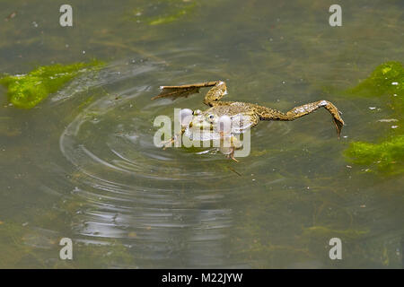 Green frog (Rana dalmatina) - QUAKEN Frosch mit Ballons in Wasser Stockfoto