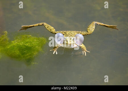 Quaken Green frog (Rana dalmatina) mit Ballons und quaken in Wasser Stockfoto