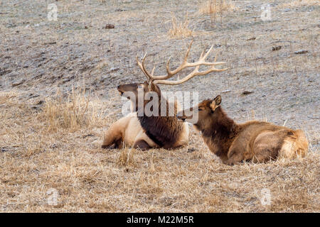 Ein paar der Elch, Wapiti (Cervus canadensis) in Prairie ruht, Neal Smith National Wildlife Refuge, Iowa, USA. Stockfoto