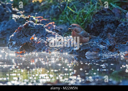 Parrot Gegenwechsel Loxia pytyopsittacus, männliche hinunter zu trinken, Santon Downham, Thetford Forest, Norfolk Dezember Stockfoto