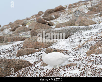 (Rock Ptarmigan Ptarmigan) Lagopus Muta, männlich, Cairngorm Mountains, Highlands Schottland Januar Stockfoto