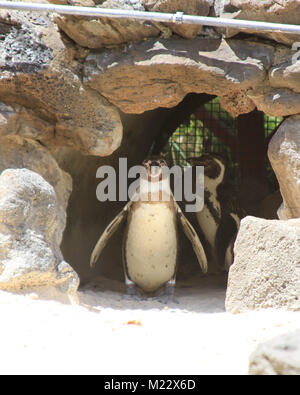 Magellianic Pinguin watschelte in Licht mit anderen Pinguin auf der Suche Stockfoto