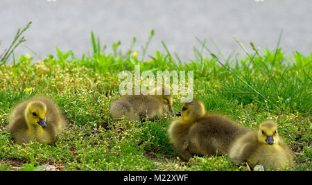 Gruppe von niedlichen Gänschen im Gras ruhen Stockfoto