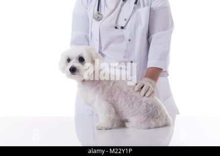 Tierarzt untersuchen eine niedliche Malteser Hund auf dem Tisch, auf weißem Hintergrund Stockfoto