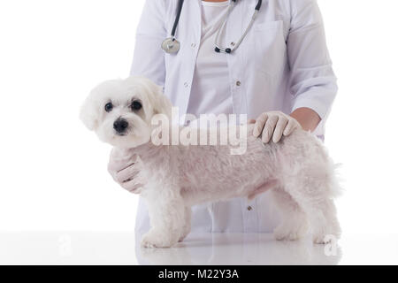 Tierarzt untersuchen eine niedliche Malteser Hund in medizinischen Tabelle, auf weißem Hintergrund Stockfoto