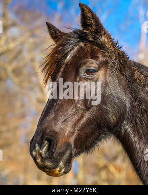 Vertikale portrait Foto ein braunes Pferd Kopf mit braunen Bäumen und einem strahlend blauen Himmel im Hintergrund Stockfoto