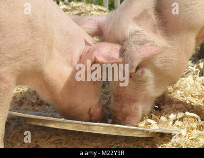 Essen Gruppe von Schweinen, die ihren Preis an der Ziellinie von einem Schwein Rennen auf der Messe. Stockfoto