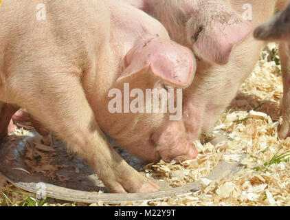 Essen Gruppe von Schweinen, die ihren Preis an der Ziellinie von einem Schwein Rennen auf der Messe. Stockfoto