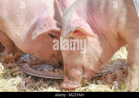 Essen Gruppe von Schweinen, die ihren Preis an der Ziellinie von einem Schwein Rennen auf der Messe. Stockfoto