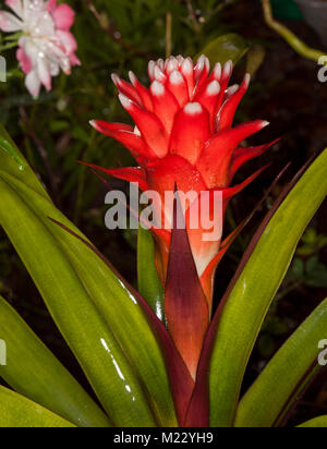 Atemberaubende konisch vivid red flower Hüllblätter mit weißen Spitzen und grüne Blätter, eine bromelie Guzmania, gegen den dunklen Hintergrund Stockfoto