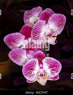 Cluster von spektakulären leuchtend violett/Magenta und weiß gestreiften Blüten von Phalaenopsis/Motten orchid gegen den dunklen Hintergrund Stockfoto