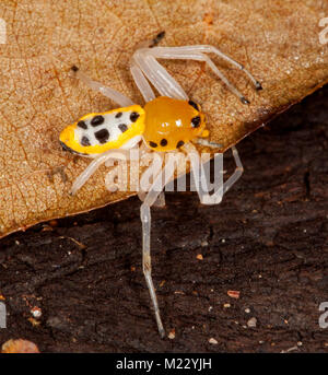 Schöne und Ungewöhnliche Gelb und Schwarz australische Crab Spider, Poecilothomisus speciosus, auf trockenem braun Blatt Stockfoto