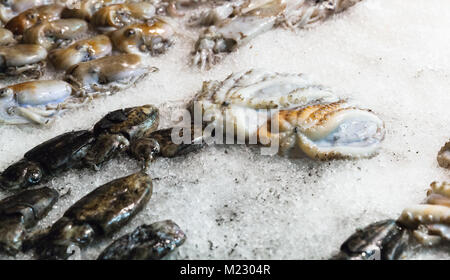 Frische kleine Kraken und Tintenfische lag auf Eis auf Meeresfrüchte shop Stockfoto