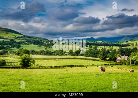 Schafe weiden auf grünen Weide in Bezirk See, England Stockfoto