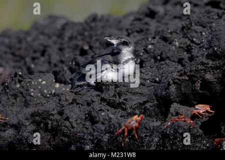 Galápagos-Pinguin (Spheniscus mendiculus) auf Lavagestein, Elizabeth Bay, Isabela, Galapagos, Ecuador Stockfoto