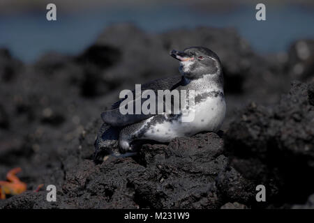 Galápagos-Pinguin (Spheniscus mendiculus) auf Lavagestein, Elizabeth Bay, Isabela, Galapagos, Ecuador Stockfoto