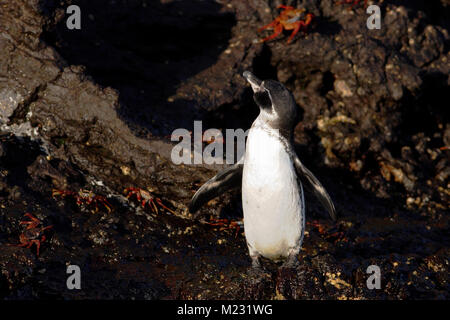 Galápagos-Pinguin (Spheniscus mendiculus) auf Lavagestein, Elizabeth Bay, Isabela, Galapagos, Ecuador Stockfoto