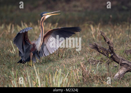 Vogel bei Bharatpur Vogelschutzgebiet in Rajasthan, Indien Stockfoto