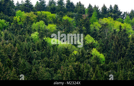 Gesunde grüne Bäume in einem Wald von Alte Fichte, Ökosystem und gesunde Umwelt Konzepte und Hintergrund Stockfoto