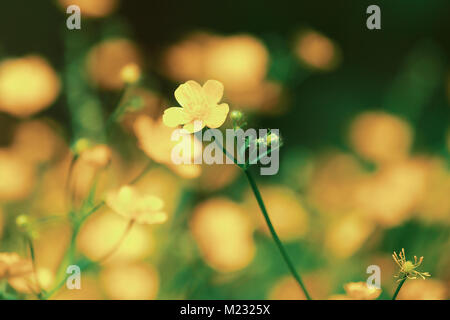 Sumpf - Ringelblume erste gelbe Blumen im Frühling, Caltha palustris, bekannt als Sumpf - Ringelblume Stockfoto