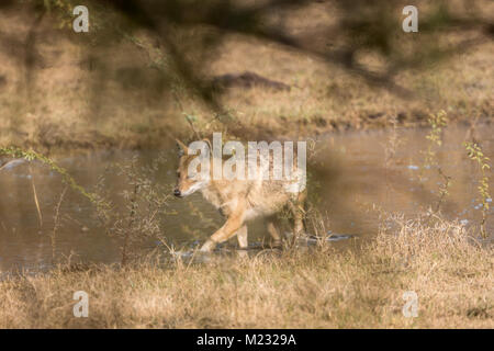 Die goldenen Schakal (Canis aureus) Wandern in Wasser bei Bharatpur Vogelschutzgebiet in Rajasthan, Indien Stockfoto