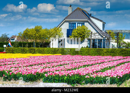 Spektakuläre bunte Blume Garten. Landwirtschaftliche Bauernhof mit tulpenfelder und Bauernhaus in Dutch Village in der Nähe von Leiden, Niederlande, Europa Stockfoto