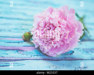 Einen schönen üppigen rosa Pfingstrose liegen auf einem Bläulichen rustikalen Holztisch Schuß gegen weiche - fokussierte Hintergrund. Stockfoto