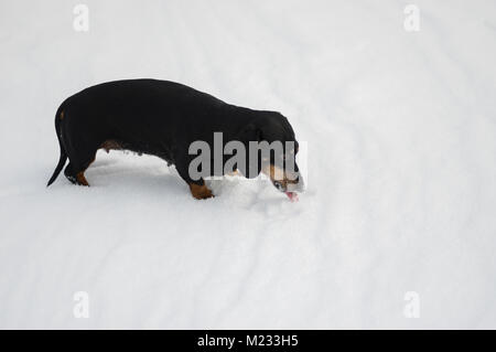 Weibliche dackel Hund Schnee Essen beim Spielen im Freien im Winter Stockfoto