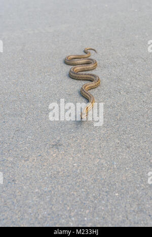 Kaltblütige viper Erwärmung seinen Körper auf eine asphaltierte Straße Stockfoto