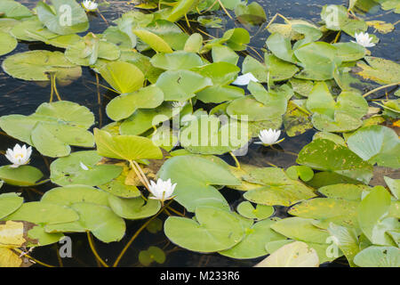 White Lotus, Nymphaea alba Stockfoto