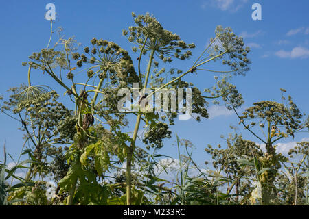 Riesenbärenklau Heracleum mantegazzianum, Stockfoto