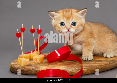 Kleine Kitty und die Stücke von Käse in der Küche, auf grauem Hintergrund Stockfoto