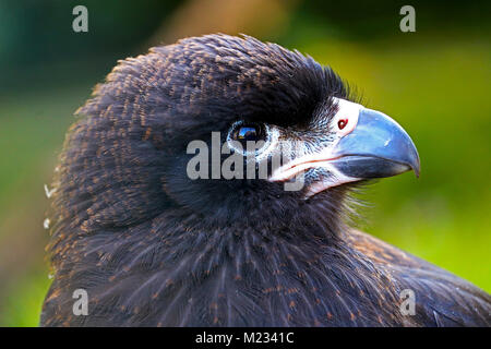 Kopf eines Jugendlichen Südlicher Karakara (phalcoboenus australis) Falcon im Profil anzeigen Stockfoto