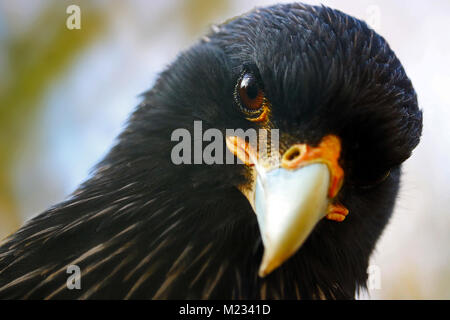 Kopf einer neugierig auf der Suche nach Südlicher Karakara (phalcoboenus australis) Falcon Stockfoto