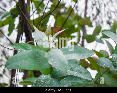 Eukalyptus Wald in Ooty, Tamil Nadu, Indien. Stockfoto