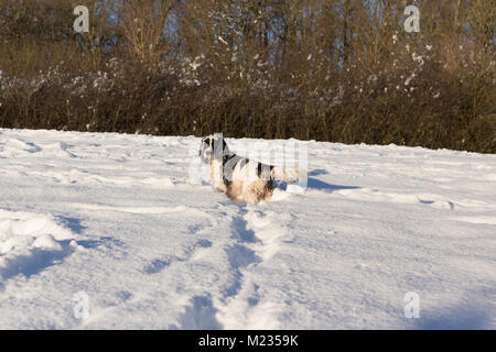 Cocker Spaniel im Schnee Stockfoto