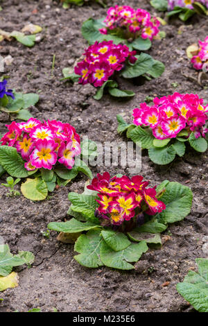 Primula flwers auf Erde in blumenbeet am Frühling Zeit Stockfoto