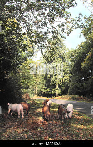 Schweine suchen nach Eicheln in Bolderwood im New Forest National Park, Hampshire, England Stockfoto